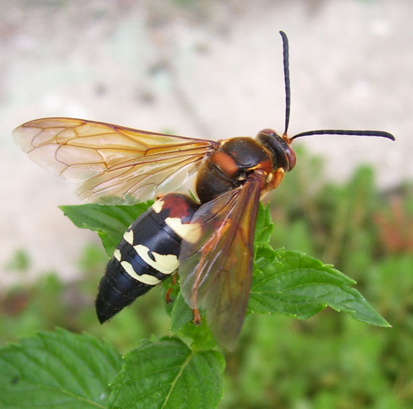This Cicada Killer Wasp kept