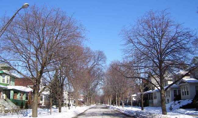 Most streets a lined with a mix of trees, planted to replace the elms as they died.