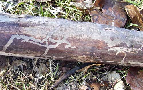 Pale under-bark burrows left a mark on this wood.