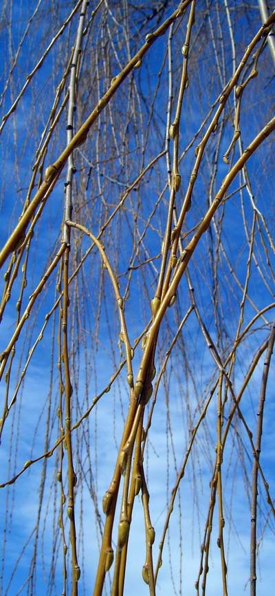 The buds on Weeping Willow twigs have been slowly swelling and deepening their color.