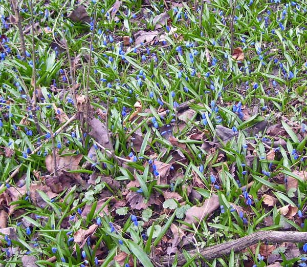 The deep green leaves and blue flowers carpeted the garden near the Refectory pool.