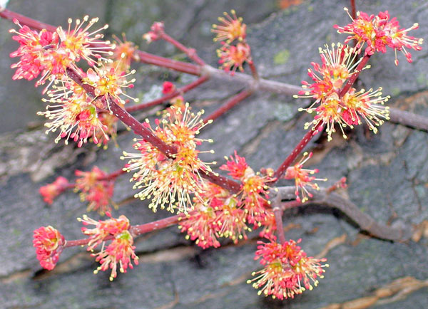 Red Maple flowers can be spectacular, if you catch them at the right time, in the right light.
