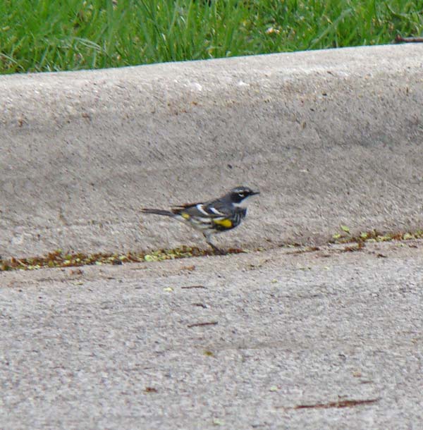 A male Yellow-rumped Warbler searching for food in the gutter on our street.