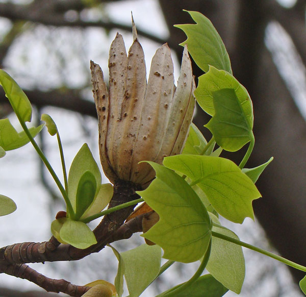 The Tulip Tree buds have opened, revealing expanding leaves around the remains of last year's fruits.