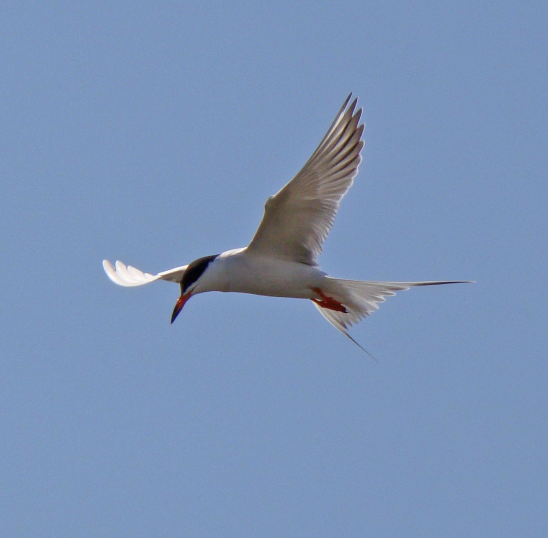 Note the white on the tip of the outer wing -- a clue that this is a Forster's Tern (and not a Common Tern). Photo by Ethan Gyllenhaal.