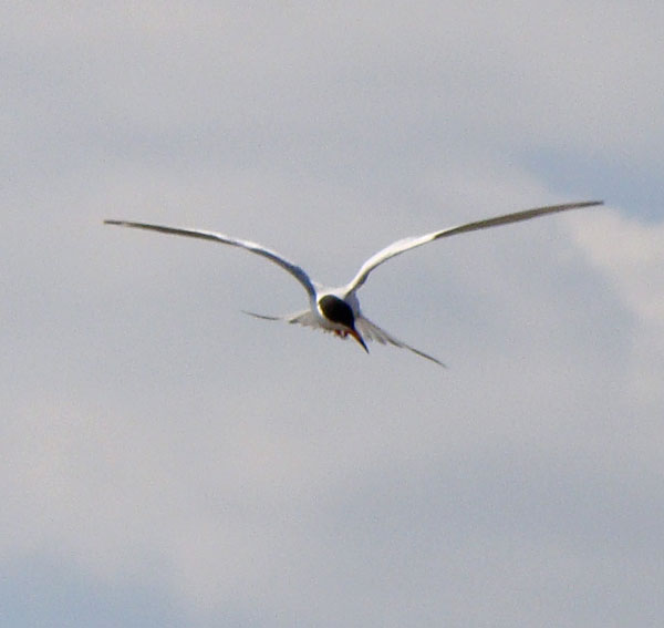 Forster's Tern hovering while looking for a fish. Photo by Ethan Gyllenhaal.