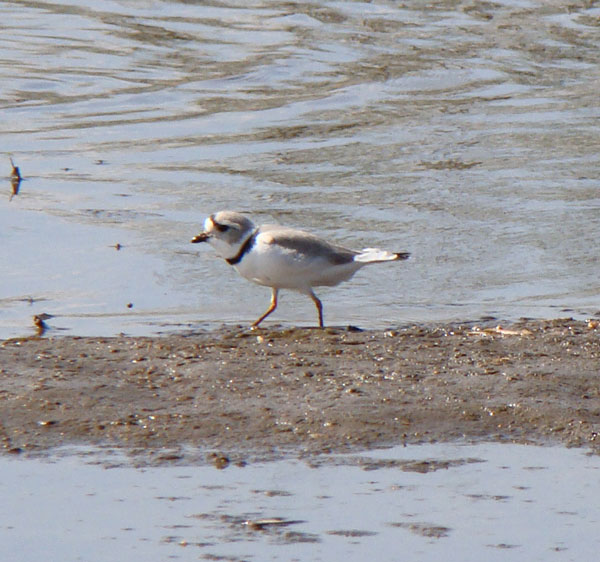 The Piping Plover seemed to be picking bugs out of the mud. Photo by Ethan Gyllenhaal.