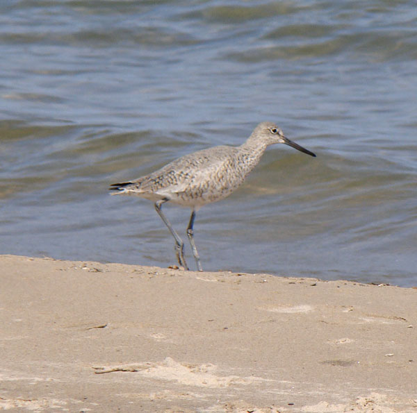 Note the Willet's stout bill, short neck, and relatively plain coloration. Photo by Ethan Gyllenhaal.