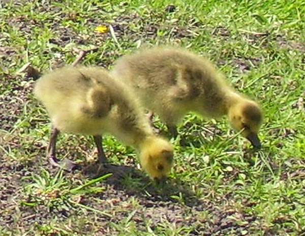Baby Canada Geese eat grass, just like their parents.