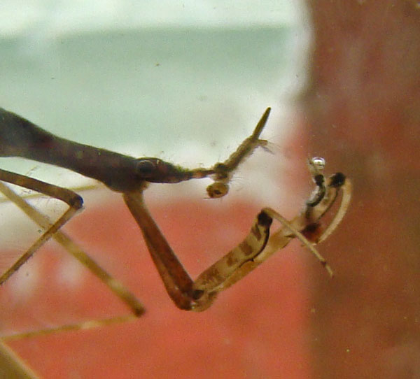 The Wtare Scorpion is sucking the juices from one Mosquito larvae while holding its next meal in its Prey Mantis-like front leg. Photo by Ethan Gyllenhaal.