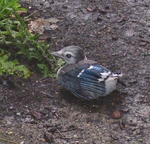 Here's a photo of the baby Blue Jay that Dad rescued from our street more than two weeks ago (on June 19).