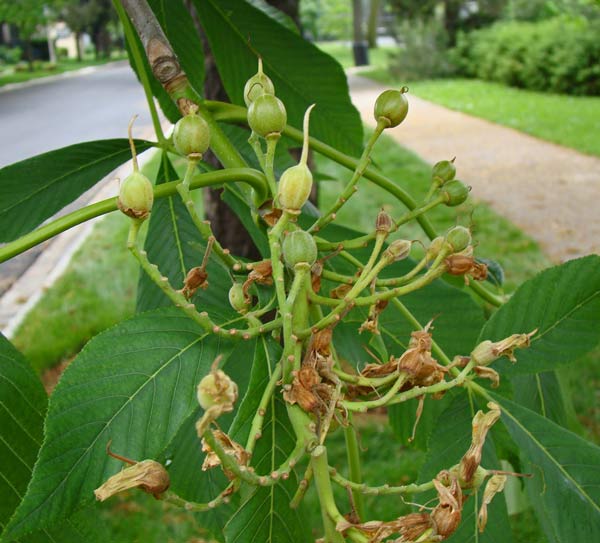 The Buckeye nuts looked like this after the flowers had faded away, on May 27, 2009.