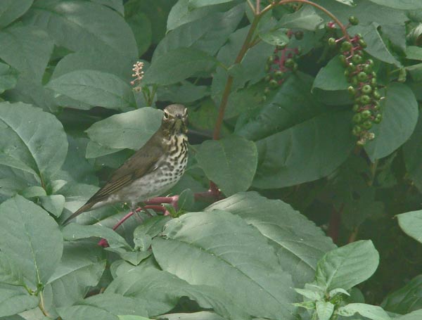 One of the three Swainson's Thrushes we saw on our backyard Pokeweed. Photo by Aaron Gyllenhaal (shot through a sunlit back window).