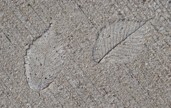 Elm leaves imprinted into a concrete sidewalk, Oak Park, Illinois, November 13, 2009.