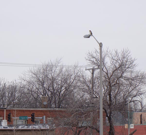 Red-tailed Hawk, I-290 median, south Oak Park, Illinois, January 5, 2009.