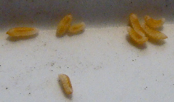 Closer view of grub-like insect larvae