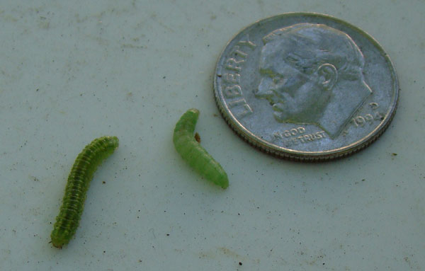 Little green caterpillars that have been feeding on newly opened elm leaves.