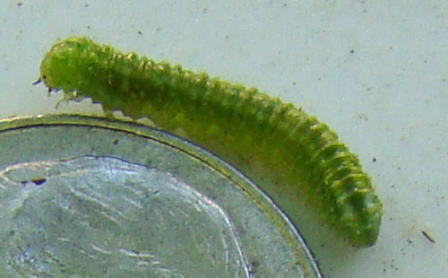 Little green caterpillar number 1.